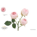 Kobarroos Mansfield Park*12