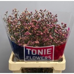 Limonium Parkjuur V Anouchka Diamond 60-65cm