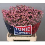 Limonium Parkjuur V Anouchka Diamond 60-65cm