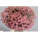 Limonium Parkjuur V Anouchka Diamond 60cm