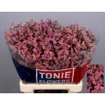 Limonium Parkjuur V Anouchka Diamond 60-65cm