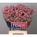 Limonium Parkjuur V Anouchka Diamond 70cm