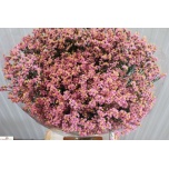 Limonium Parkjuur V Anouchka Diamond 70-75cm