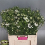 Nigella D Artist White 60cm