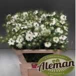 Nigella D Artist White 70cm