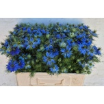 Nigella D Artist Blue 55cm