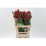 Dianthus Nelk SP Zumba*20