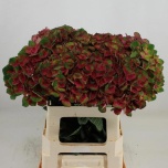 Hydrangea Hortensia Mag Charlotte 60cm*5