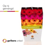 Gerbera GR ov