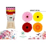 Gerbera GR ov mix*15