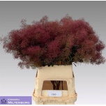 Cotinus Parukapuu Mag Red Fount 100cm
