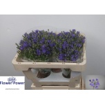 Triteleia Suvitähik aquarius 45cm