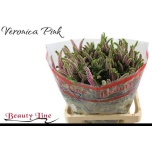 Veronica Skyler Pink 65cm