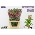 Veronica Skyler Pink 65cm