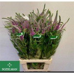 Veronica Skyler Pink 80cm