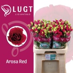 Eustoma Preeriakell Arosa Red (Lugt Lisianthus)