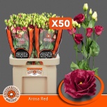 Eustoma Preeriakell Arosa Red (Maaszicht, Kwekerij)
