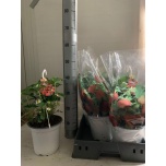 Fragaria Maasikas Elsanta 20cm