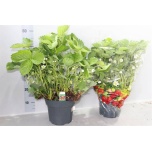 Fragaria Maasikas elsanta 21cm