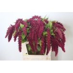 Amaranthus Rebasesaba Red Spider 80cm
