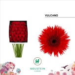 Gerbera MS Vulcano*20