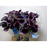 Zantedeschia Kalla 60cm Captain Beretta