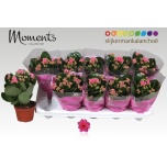 Kalanchoe Kalanhoe double serenity pink 10,5cm