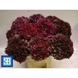 Hydrangea Hortensia Mag Pink Ruby Classic 60cm*5