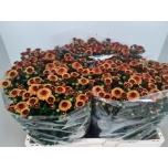 Chrysanthemum Krüsanteem SANTINI Tammy*25