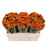 Chrysanthemum Krüsanteem santini Tammy