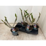 Plumeria Plumeeria rubra Hawai mix 17cm