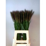 Pennisetum Hiidhirss  Redhead 80cm