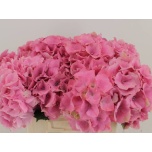 Hydrangea Hortensia Royal Palace 50cm*5