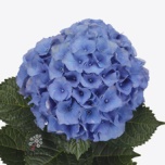 Hydrangea Hortensia Royal Palace 60cm*5