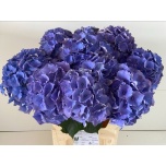 Hydrangea Hortensia Royal Palace 80cm*5