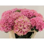 Hydrangea Hortensia Royal Palace 80cm*5