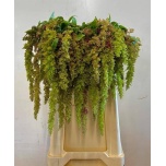 Amaranthus Rebashein Magic Spider 75cm