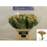Celosia Mätashari Haute Couture 75cm