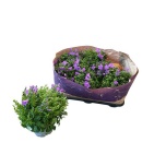 Campanula Kellukas port Blueone 10,5cm