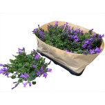 Campanula Kellukas port Blueone 10,5cm