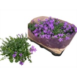 Campanula Kellukas port Blueone 10,5cm