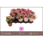 Kalanchoe Kalanhoe calandiva zeta 8cm