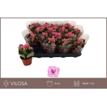 Kalanchoe Kalanhoe calandiva zeta 8cm
