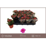 Kalanchoe blos double calandiva garbo 8cm