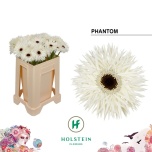 Gerbera GS Phantom*10