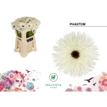 Gerbera GS Phantom*10