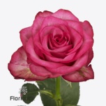 Roos 50cm Paloma Royale