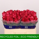 Roos 50cm Paloma Royale