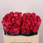 Roos 50cm Paloma Royale (NINI)