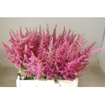 Astilbe Loud N Proud 55cm